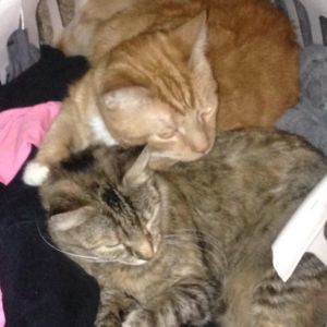 Meet your Posher, Diamond